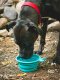 Messy Mutts Silicone Collapsible Bowl Blue
