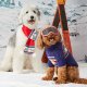 Gray Malin x TFD Hit the Slopes Holiday Dog Sweater XS