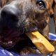 Gold Yak Dog Chews - 5 Pound Bag