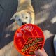 Great Outdoors Design eBowl Enrichment Slow Feeder Bowl for Orange
