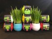 Cat Grass Ball White