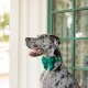 Forest Green Velvet Holiday Lady Dog Bow Small