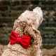 Cranberry Velvet Dog Bow Tie Large