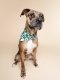 Spruce Winter Dog Bandana SizeL
