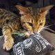 Regular Logo Catnip Pillow Catnip Toy