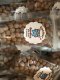 Tunafish Gourmet Kitty Treats