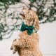 Forest Green Velvet Holiday Dog Bow Tie Large