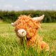 Heritage Fergus Highland Cow