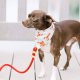 Ruby Marine Rope Dog Leash Petite 5 Feet