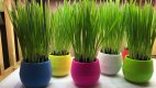 Cat Grass Ball White