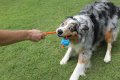 DOOG Fetchables - Fetch-N-Tug Ball & Rope Blue