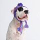 Knit Pom Pom Dog Beanie Hat - Purple & Lavender S (10-15lbs/4.5-7kg)