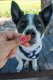 Love Bites  - All Natural, Organic Training Treats for Dogs