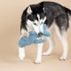 WHOLESALE EARTH FRIENDLY DOG TOY OH WHALE