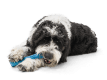 Drifty® Dog Toy for Chew, and Fetch Hibiscus