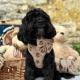 Theo Embroidered Teddy Adjustable Neck Harness L
