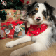 Holiday Dog Treat Snack Pack Bundles (24) 12 Chicken & 12 Turkey Holiday Chicken Snack Packs