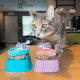 Hey Don't Forget the Cat Treats & Cakes Mini Freeze Dried Cake with Icing Pink