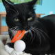 Wiggly Pong - Cat Toy Plastic Pong Ball Loose pongs - no packaging