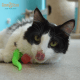 Wiggly Glow - Glow in the Dark Cat Toy Bouncy Ball Free-hanging 4x4 card with sombrero hole
