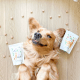 Love Bites  - All Natural, Organic Training Treats for Dogs