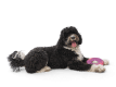 Sailz® Dog Flying Disc Fetch Toy Surf