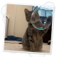 5 Ounce Catnip Bubbles with Honeysuckle