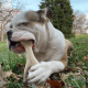 BetterBone SOFT- All-Natural, Safer on Teeth, Sustainable Beef