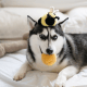 WHOLESALE BEE POP