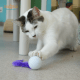 Wiggly Pong - Cat Toy Plastic Pong Ball Free-hanging on 4x4 header card