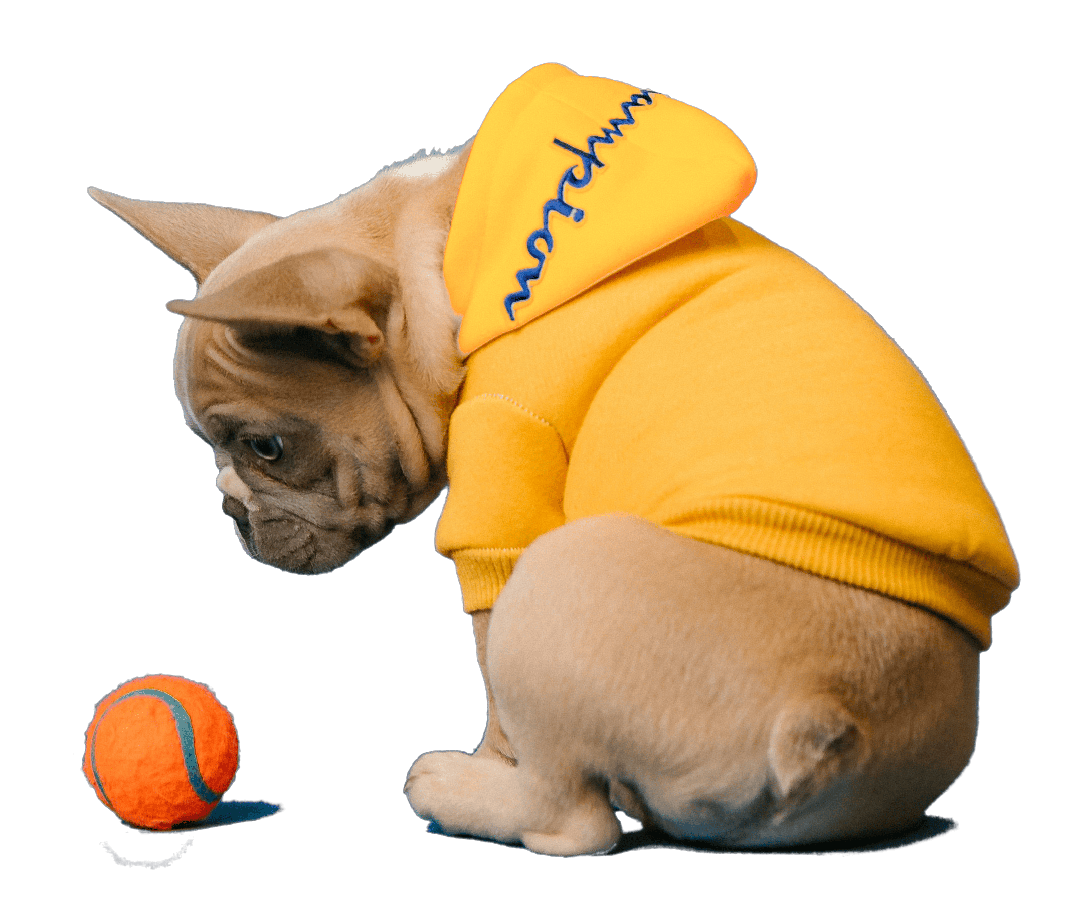 Dog Toys