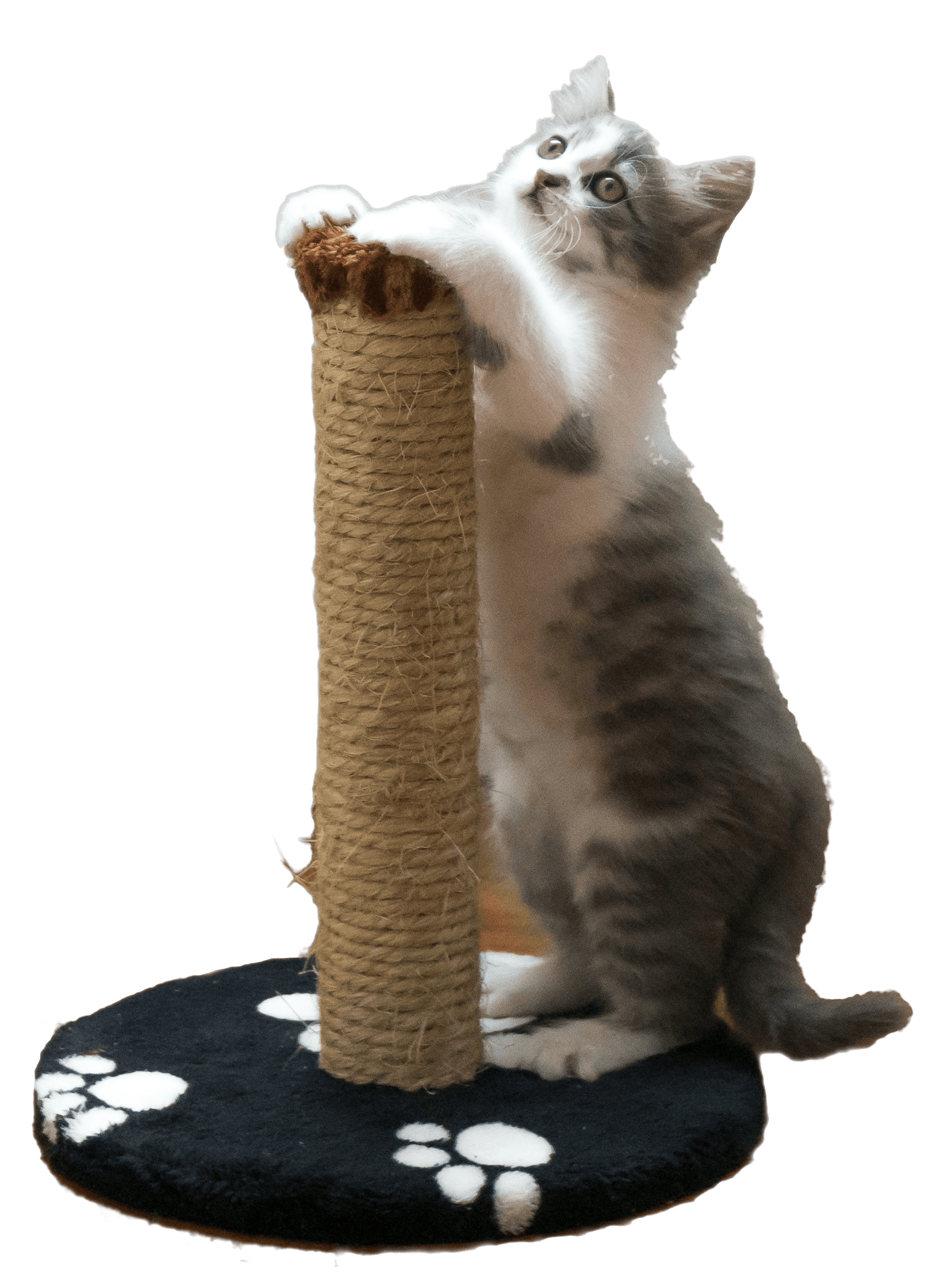 Cats Category