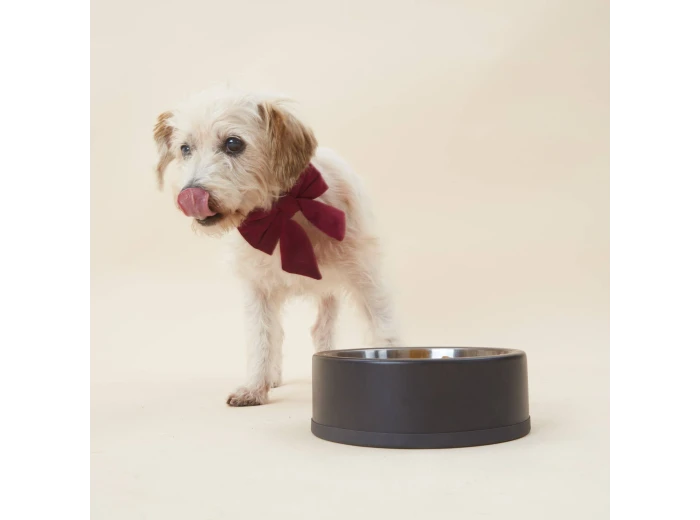 Burgundy Velvet Lady Dog Bow Large