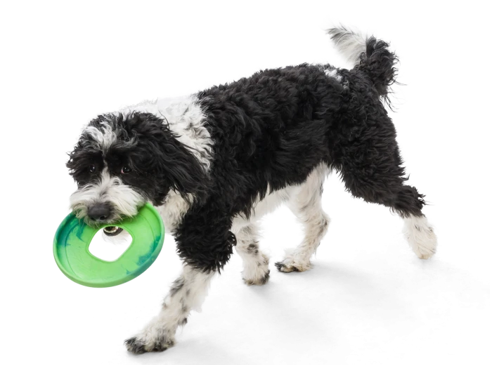 Sailz® Dog Flying Disc Fetch Toy Emerald