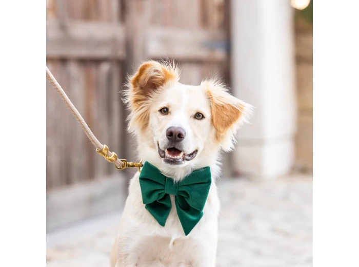 Forest Green Velvet Holiday Lady Dog Bow Small