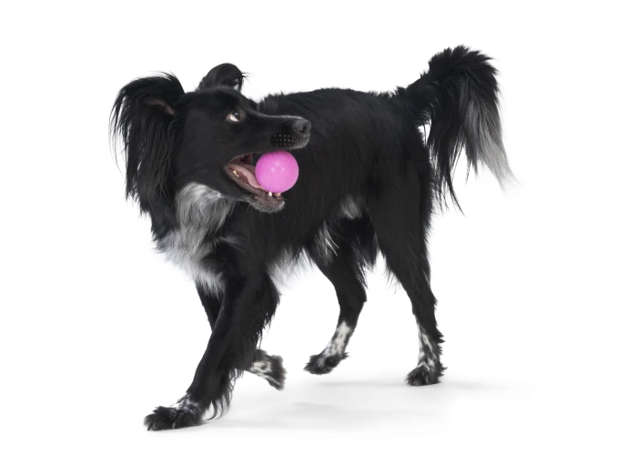Boundr® 2-Pack Dog Toy Ball for Play, Chew, and Fetch Dandelion Hot Pink