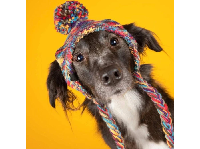 Knit Pom Pom Dog Beanie Hat - Kaleidoscope L (45-100lbs/20-50kg)