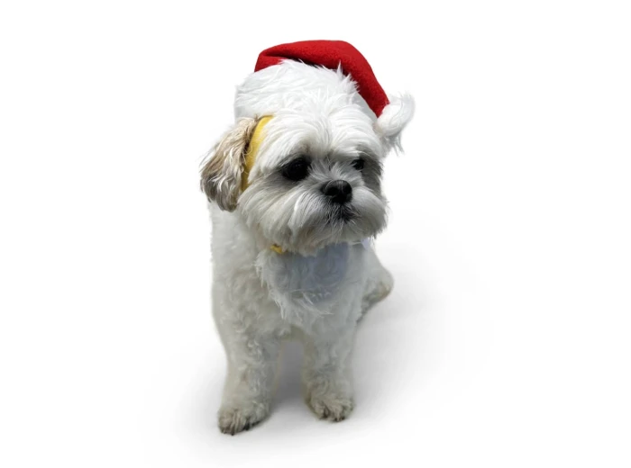 Santa Hat L