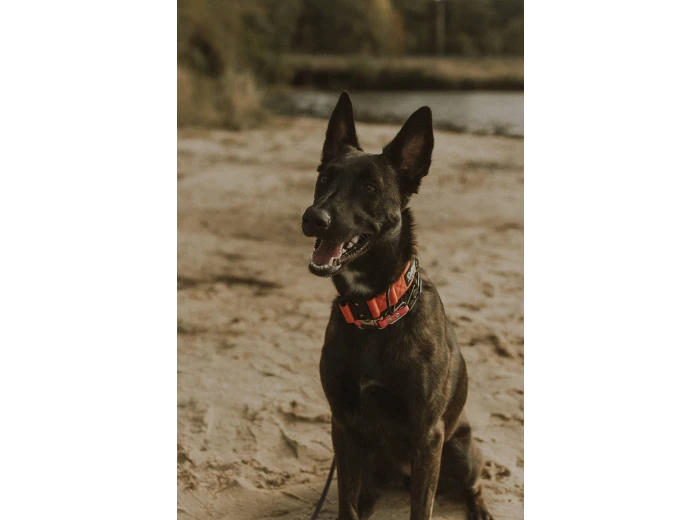 Burnt Orange Premium Dog Collar Medium