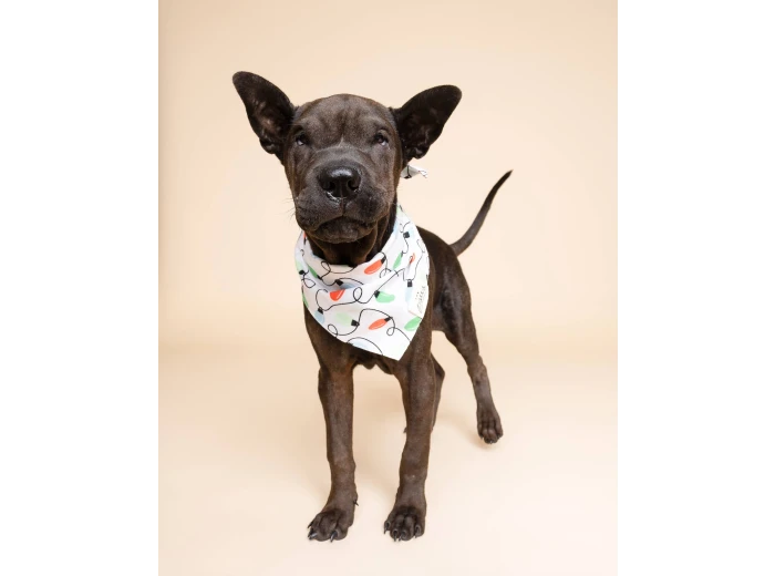 Twinkle Christmas Dog Bandana S