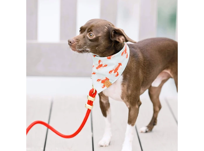 Ruby Marine Rope Dog Leash Petite 5 Feet